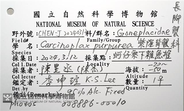紫隆背蟹藏品圖，第12張