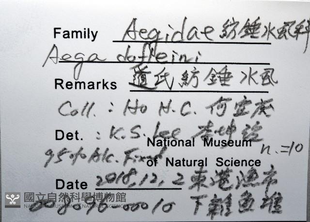 道氏紡錘水虱藏品圖，第12張