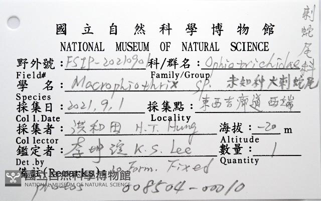 未知種大刺蛇尾藏品圖，第12張