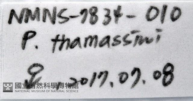 托瑪西尼幼嫩蝦蛄藏品圖，第12張
