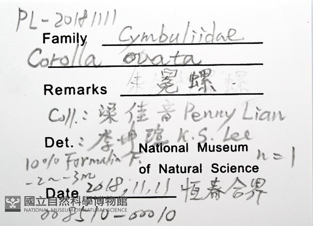 冕螺藏品圖，第12張