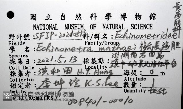 梅氏長海膽藏品圖，第12張