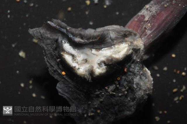 外藤壺藏品圖，第12張