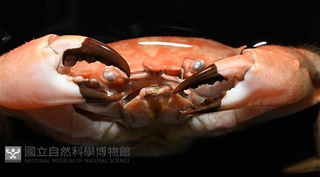 絨毛長腳蟹藏品圖，第12張