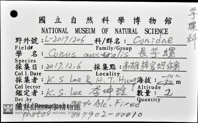 長芋螺藏品圖，第12張