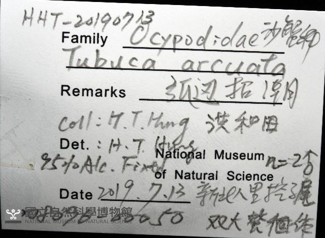 弧邊管招潮藏品圖，第12張
