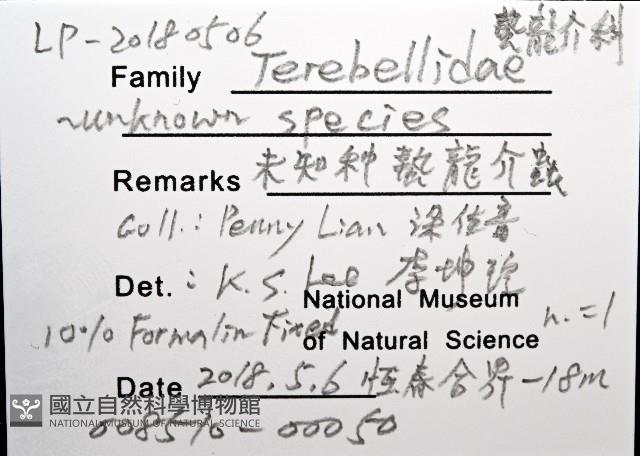 未知種蟄龍介蟲藏品圖，第12張