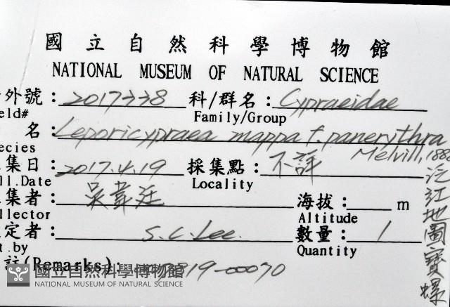 泛紅地圖寶螺藏品圖，第12張