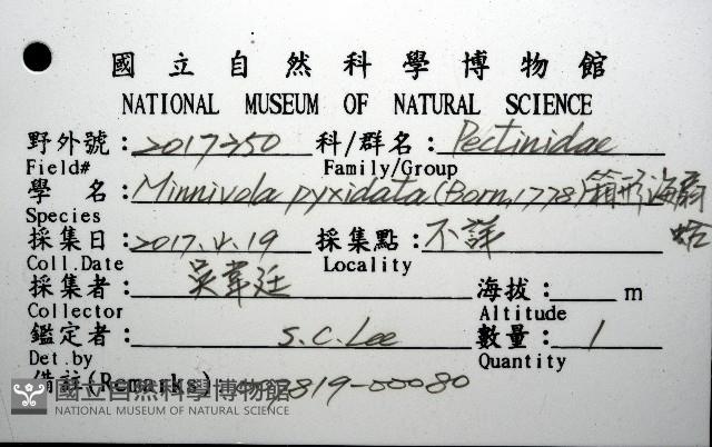 箱形海扇蛤藏品圖，第12張