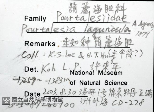 小葫蘆海膽藏品圖，第12張