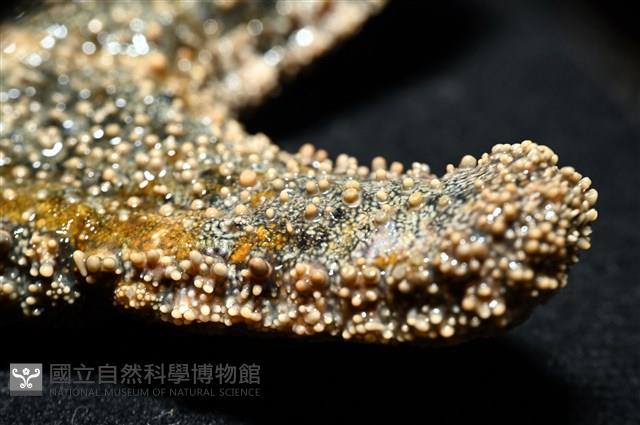 未知種瘤海星藏品圖，第12張