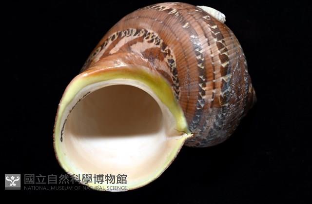 貓眼蠑螺藏品圖，第12張