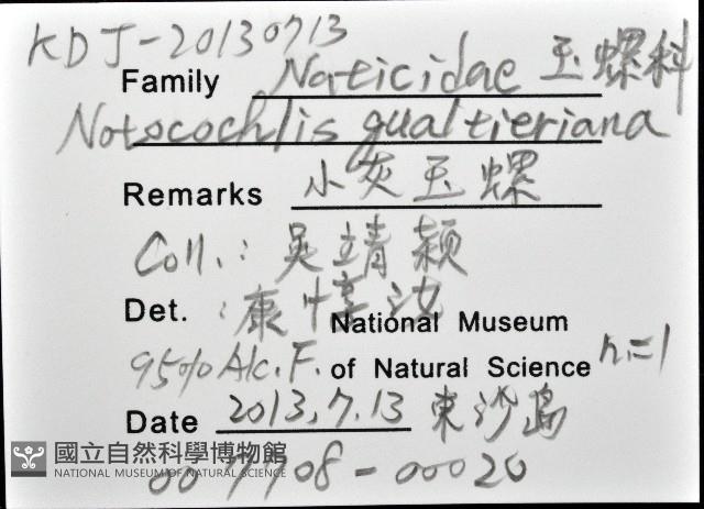 小灰玉螺藏品圖，第12張