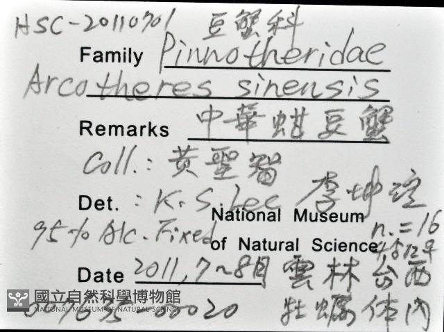 中華蚶豆蟹藏品圖，第12張