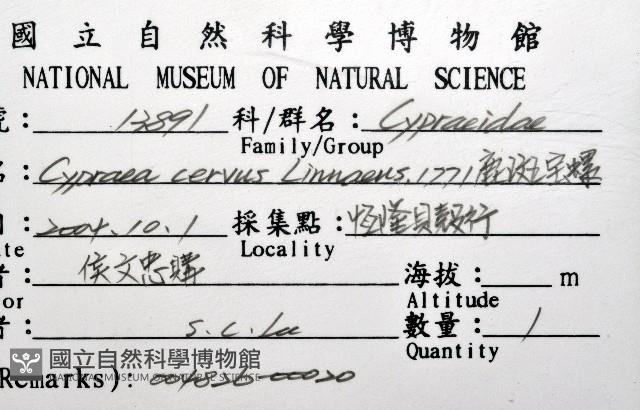 鹿斑寶螺藏品圖，第12張