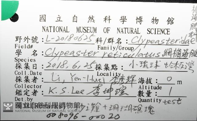 網楯海膽藏品圖，第12張