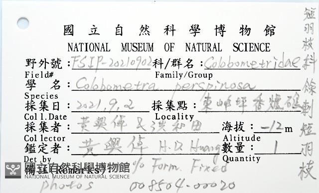 餘刺短羽枝藏品圖，第12張
