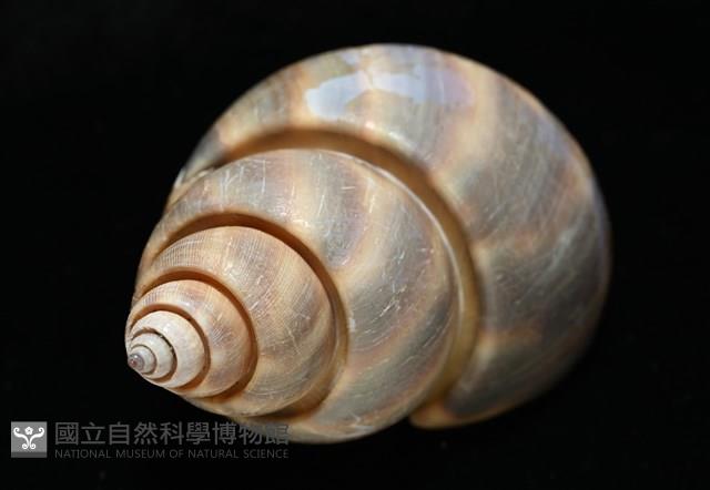 皮氏鳳螺藏品圖，第12張
