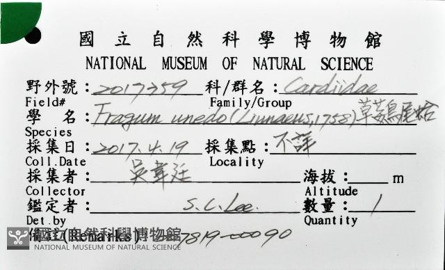 草莓鳥尾蛤藏品圖，第12張