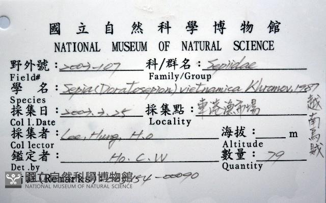 越南烏賊藏品圖，第12張