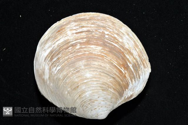環紋扁滿月蛤藏品圖，第12張