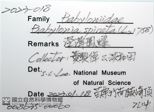 深溝鳳螺藏品圖，第12張