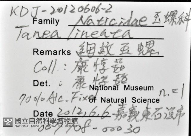 細紋玉螺藏品圖，第12張