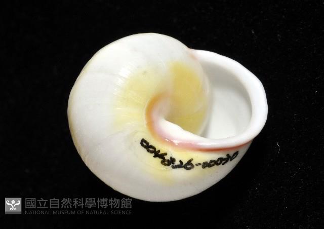 環紋光澤蝸牛藏品圖，第12張