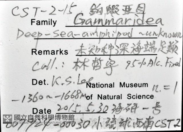 未知種深海鉤蝦藏品圖，第12張