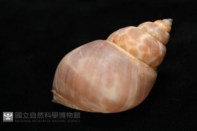 錫蘭鳳螺藏品圖，第12張