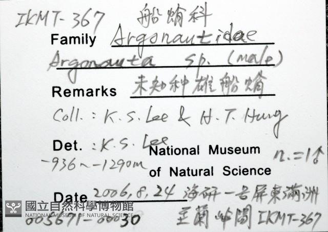 未知種船蛸藏品圖，第12張