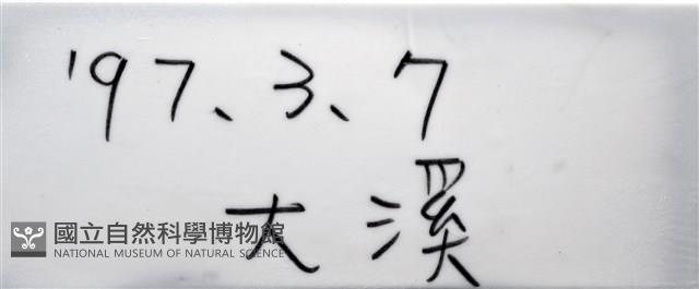 寄居蟹鞘群海葵藏品圖，第12張