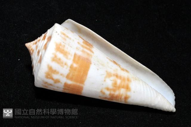 愛貓芋螺藏品圖，第12張