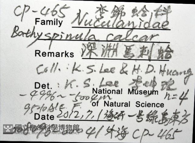 深淵馬刺蛤藏品圖，第12張
