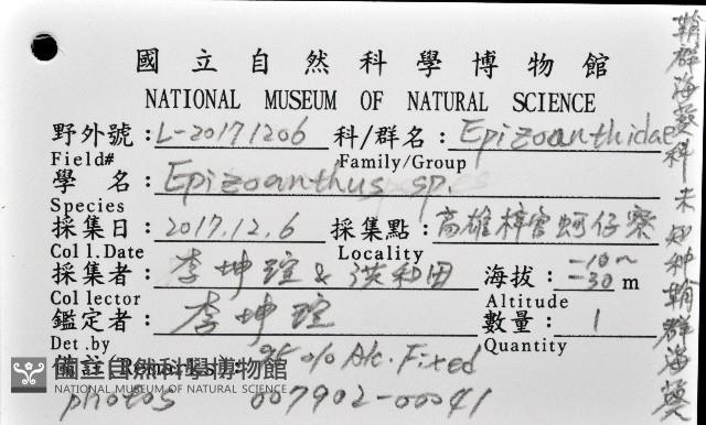 未知種鞘群海葵藏品圖，第12張