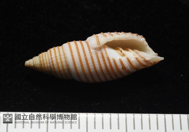 巧彫筆螺藏品圖，第12張