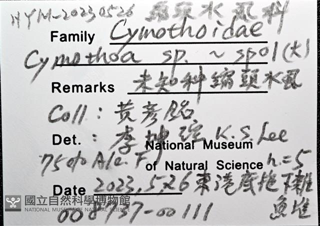未知種縮頭水虱藏品圖，第12張