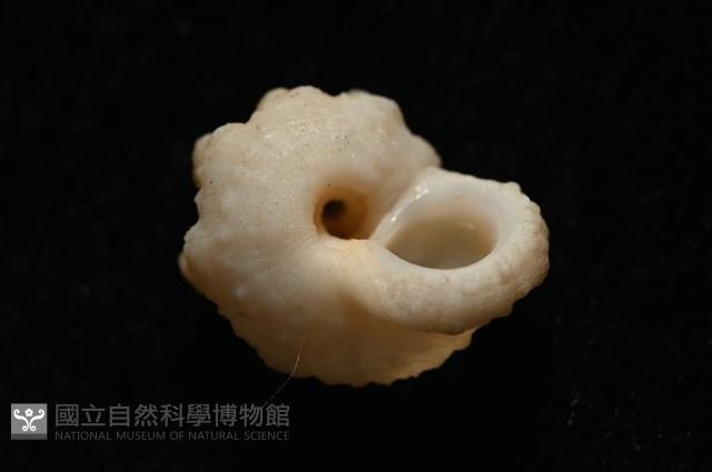 孤鴻花冠螺藏品圖，第12張