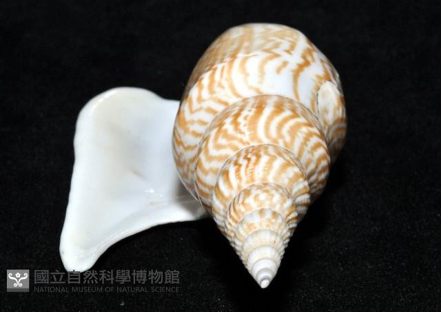 金斧鳳凰螺藏品圖，第12張