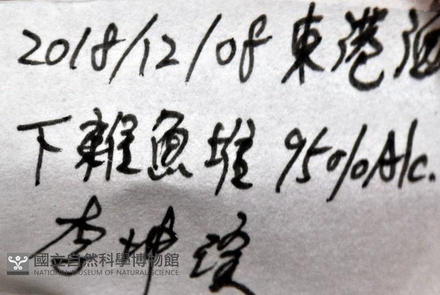 未知種浪漂水虱藏品圖，第12張