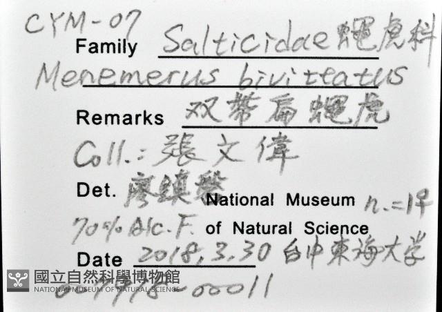 雙帶扁蠅虎藏品圖，第12張