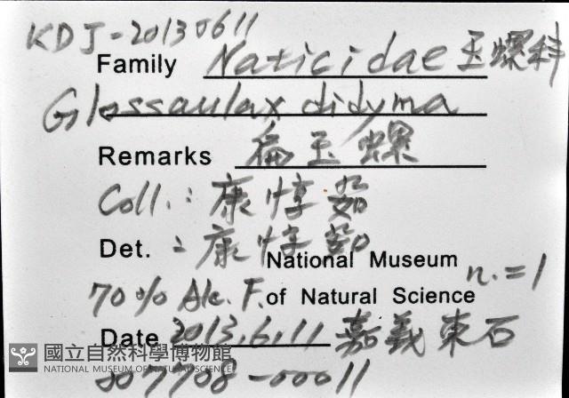 大玉螺藏品圖，第12張
