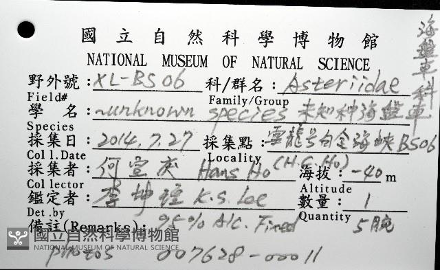未知種海盤車藏品圖，第12張