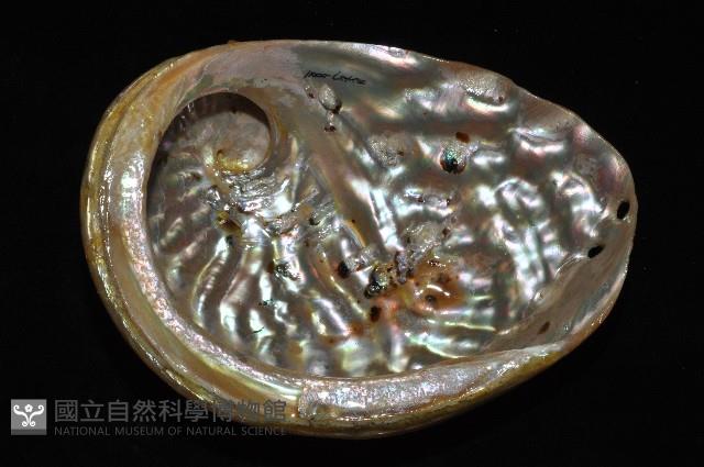 赤金鮑螺藏品圖，第13張