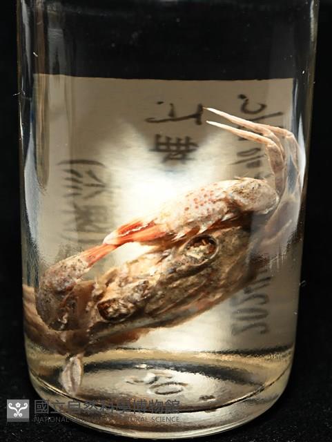顆粒蟳藏品圖，第12張