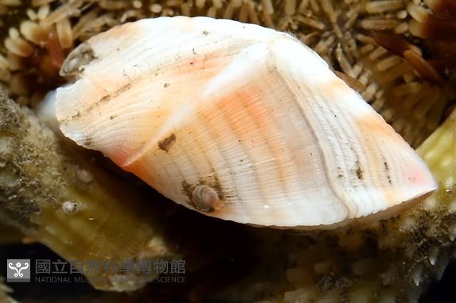 紋大茗荷藏品圖，第12張