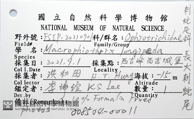 長大刺蛇尾藏品圖，第12張