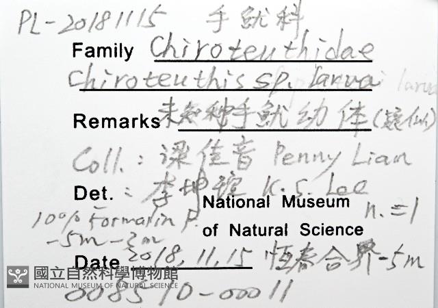 未知種手魷藏品圖，第12張