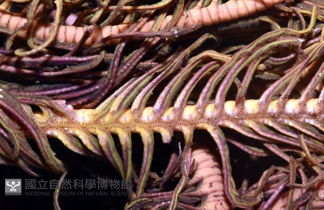 餘刺短羽枝藏品圖，第12張