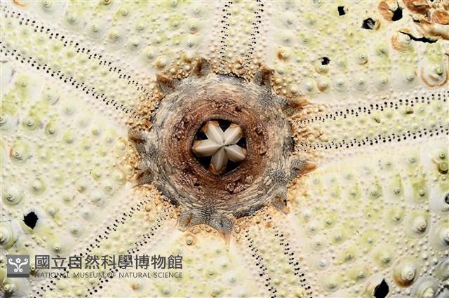 裸隱肛海膽藏品圖，第12張